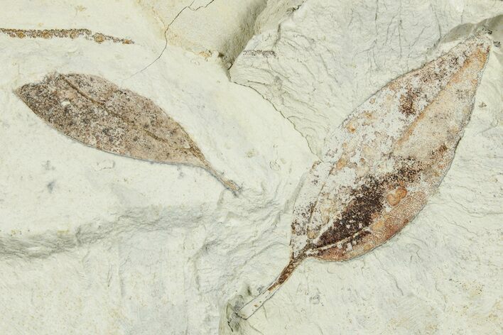 Two Miocene Fossil Leaves (Cinnamomum) - Augsburg, Germany #254137